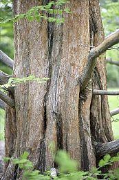 《瘟疫传说：安魂曲》将有次世代效果老鼠 榨干机能